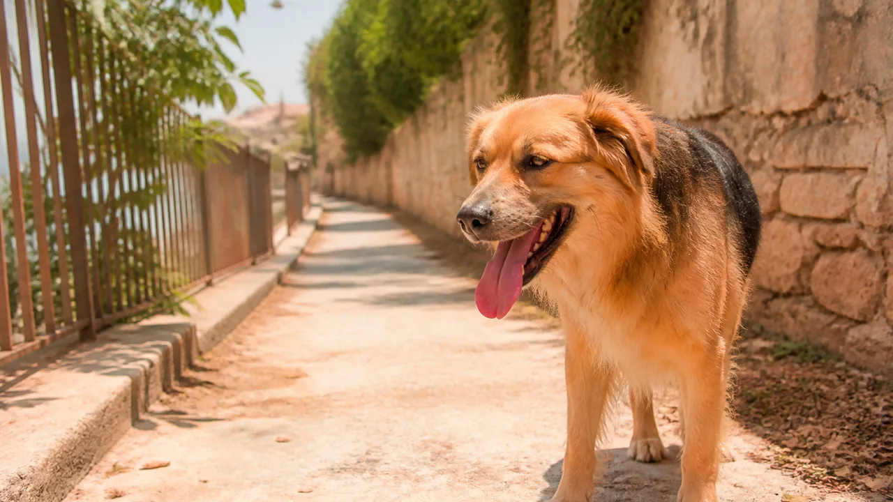 Hot-Weather Walks: Reading Your Dog's Hydration Signals