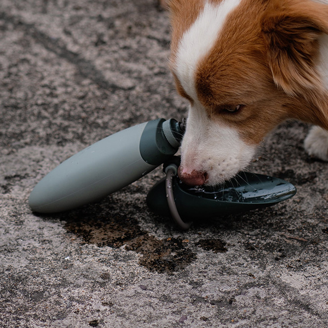 Dog drinks
